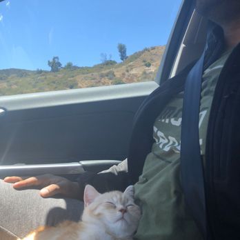 Luxury Kittens Scottish Fold - Pet Breeders Near Me - Los Angeles , California