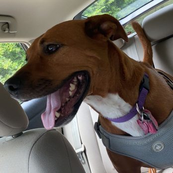Bartlett Pet Sitters - Loves going to Doggie Camp! - Pet Sitting Near Me - Arlington, Tennessee Bartlett Pet Sitters - Loves going to Doggie Camp! - Pet Sitting Near Me - Arlington, Tennessee