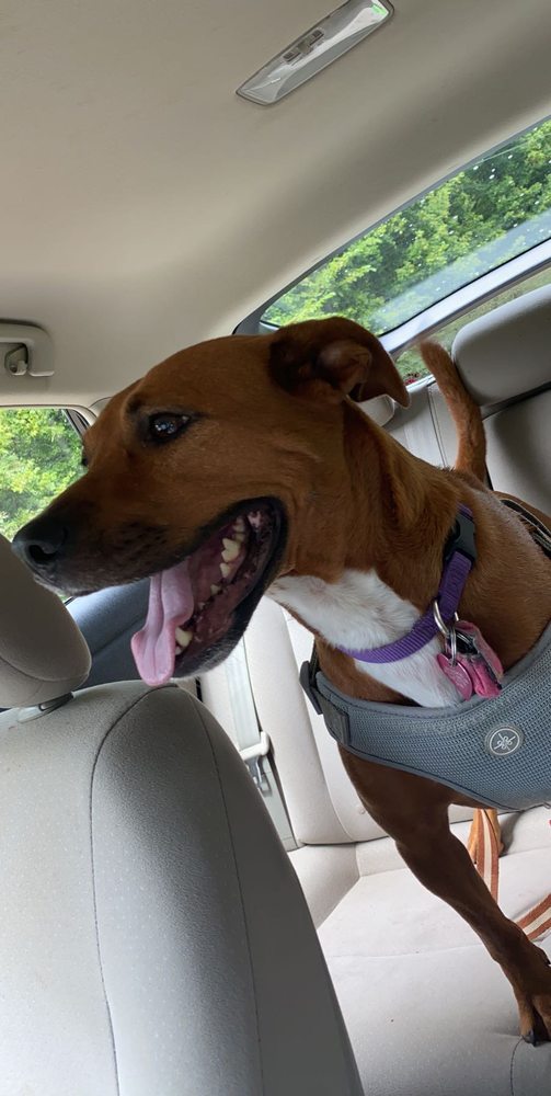 Bartlett Pet Sitters - pet boarding facility in Arlington, TN
