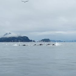 Alaska Saltwater Tours - Bubble Netting Humpback Whales