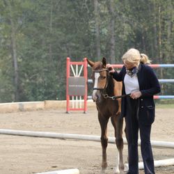 Dreamcatcher Meadows - Hanoverian foal inspections 2022