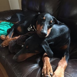 Animal Skin Ear & Allergy Clinic of St. Louis - Dr. Caciolo has made sure our Dobermans are healthy and happy! He's been nothing but the best!