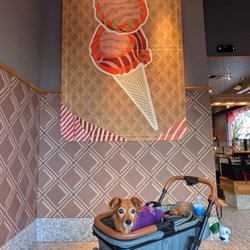 Salt & Straw - Cute dog may not be present during your visit. And yes Salt & Straw is dog friendly