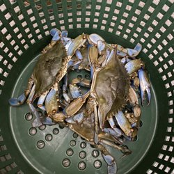 Cole’s Chesapeake Crabs - Live crabs