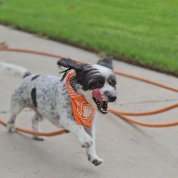 K9HS - Canine High School - Pet Training Near Me K9HS - Canine High School - Pet Training Near Me