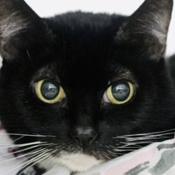 Indiana County Humane Society - Baby