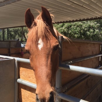 Mission Trails Stables - Horseback Riding Near Me - San Juan Capistrano, California