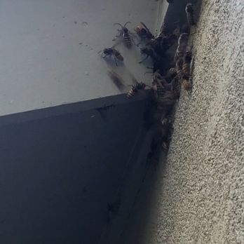 Nirvana Pest Services - Pest Control Near Me - Washington, New Jersey Nirvana Pest Services - Pest Control Near Me - Washington, New Jersey