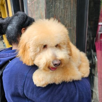 Now You're Clean - My puppy Waiwai after his grooming!!!! - Pet Stores Near Me - New York, New York Now You're Clean - My puppy Waiwai after his grooming!!!! - Pet Stores Near Me - New York, New York