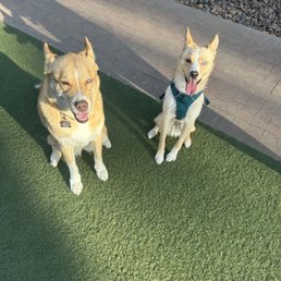 Dogs
