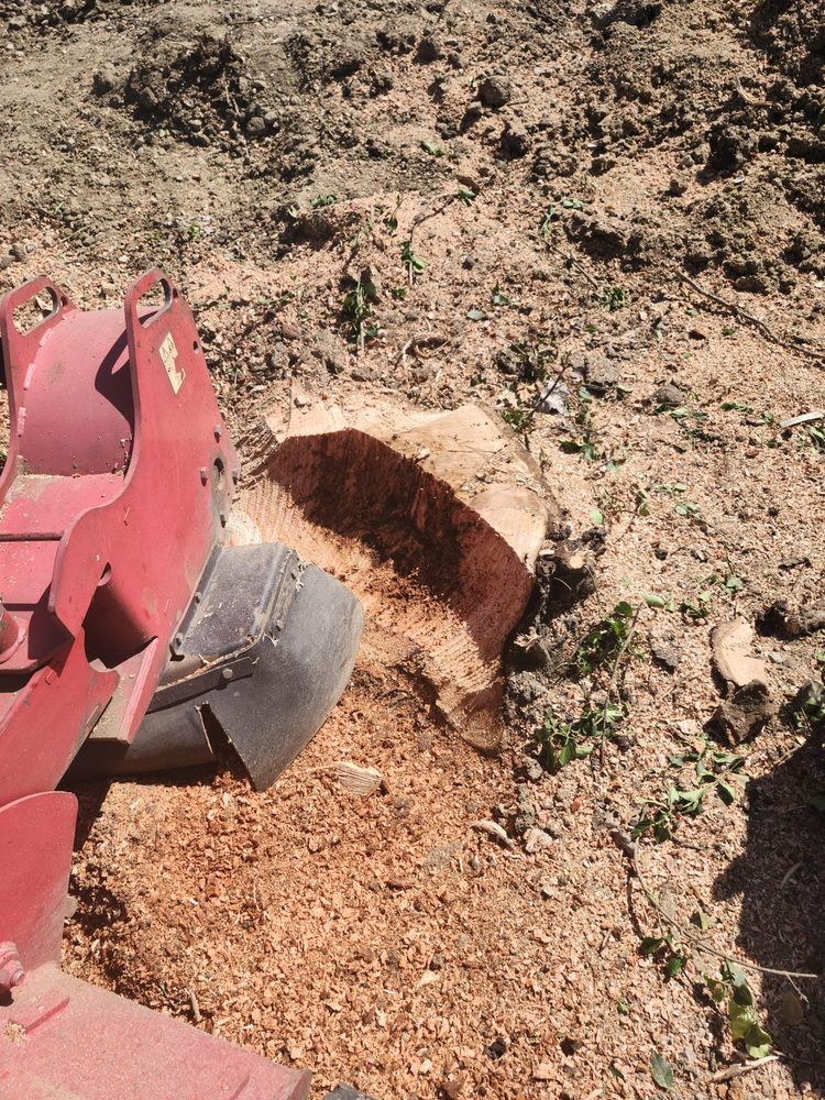 Anytime Stump Removal - tree service in Springfield, IL