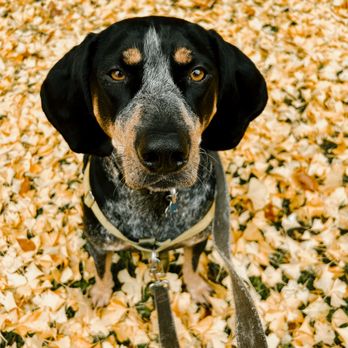For Them Dog Training - Pet Training Near Me For Them Dog Training - Pet Training Near Me