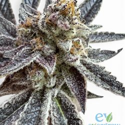 High 5 Cannabis - Jiggler's by evergrow.