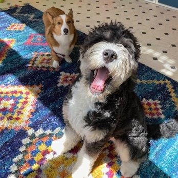 Tefani & So. Dogcare - Roy and his favorite bud at school! - Pet Sitting Near Me - San Francisco, California Tefani & So. Dogcare - Roy and his favorite bud at school! - Pet Sitting Near Me - San Francisco, California