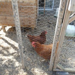 Mission Villa Senior Living - Big chickens