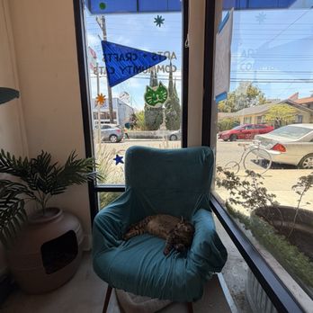 Cool Cat Collective - 1 of the 3 cat playrooms - Art Galleries Near Me - Long Beach, California