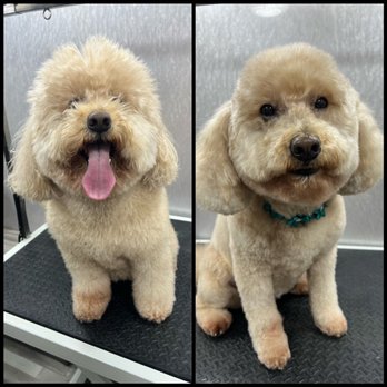 Crown Dog Grooming - Pet Groomers Near Me