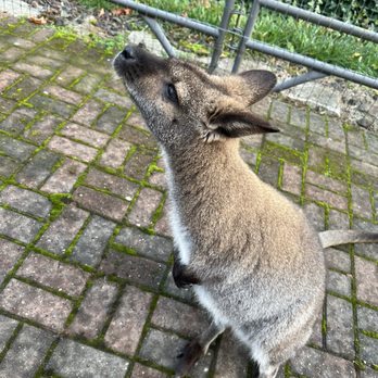 Fall City Wallaby Ranch - VICTOR - Ranches Near Me - Fall City, Washington