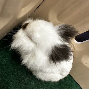 Cuddle Bunny - Pet Boarding Near Me - Chicago, Illinois Cuddle Bunny - Pet Boarding Near Me - Chicago, Illinois