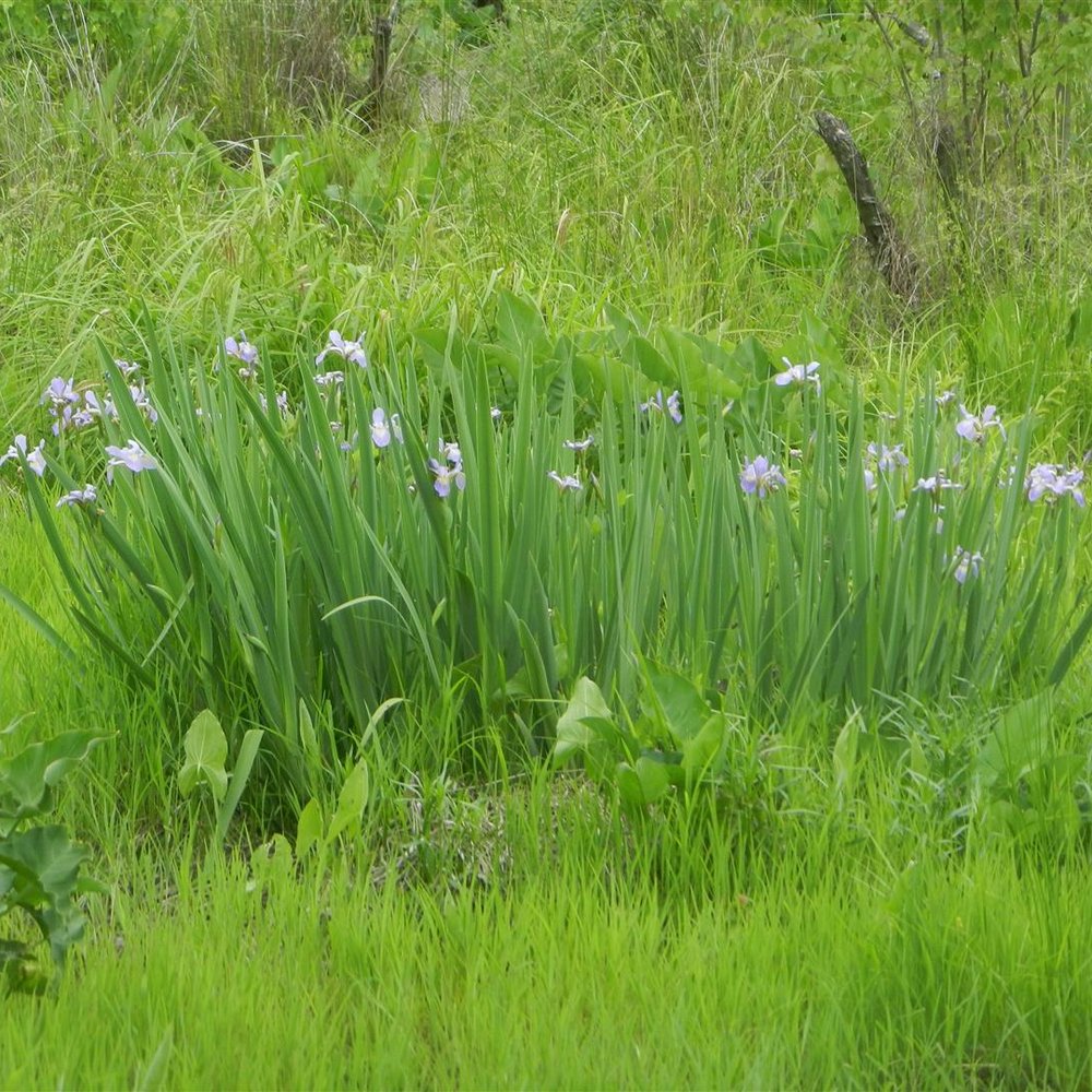 Conestee Nature Preserve - Community Service/Non-Profit Near Me - Greenville, South Carolina Conestee Nature Preserve - Community Service/Non-Profit Near Me - Greenville, South Carolina