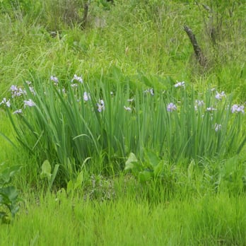 Conestee Nature Preserve - Community Service/Non-Profit Near Me - Greenville, South Carolina Conestee Nature Preserve - Community Service/Non-Profit Near Me - Greenville, South Carolina