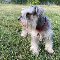 Toad Hollow Dog Park - Toad Hollow Dog Park
