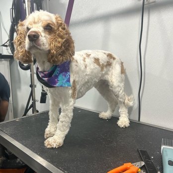 Woof Wash Waggin - My Louie boy - Pet Groomers Near Me Woof Wash Waggin - My Louie boy - Pet Groomers Near Me