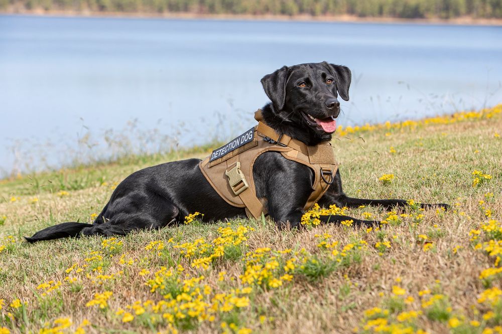 Dogsamust - pet boarding facility in Sheridan, AR
