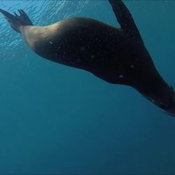 El Mar Diving Center