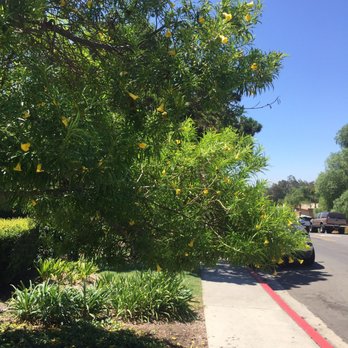 Bemus Landscape - This problematic tree/ bush that should be removed was leaning for weeks only when I finally cut it down. - Landscaping Near Me - San Clemente, California Bemus Landscape - This problematic tree/ bush that should be removed was leaning for weeks only when I finally cut it down. - Landscaping Near Me - San Clemente, California