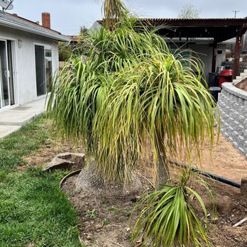 TC Environmental Service - Before - Tree Services Near Me - San Diego, California
