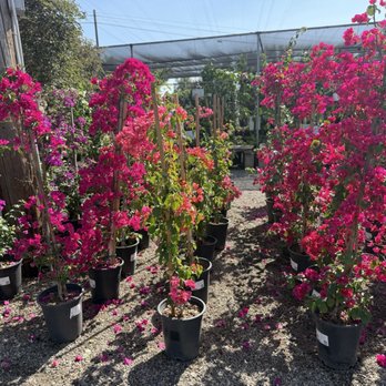 Garden View Nursery - Nurseries & Gardening Near Me - Irwindale, California Garden View Nursery - Nurseries & Gardening Near Me - Irwindale, California