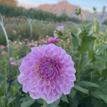 All Dahlia'd Up Flower Farm - All Dahlia'd Up Flower Farm Field Views - Farms Near Me - Palmer, Alaska All Dahlia'd Up Flower Farm - All Dahlia'd Up Flower Farm Field Views - Farms Near Me - Palmer, Alaska