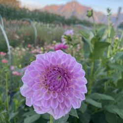 All Dahlia'd Up Flower Farm - All Dahlia'd Up Flower Farm Field Views