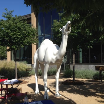 HALL Wines - A camel art installation at Hall Wines. - Wineries Near Me - Saint Helena, California HALL Wines - A camel art installation at Hall Wines. - Wineries Near Me - Saint Helena, California