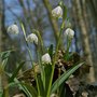 Photo of Märzenbecherblüte