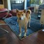 Photo of Simply Grooming By Gia