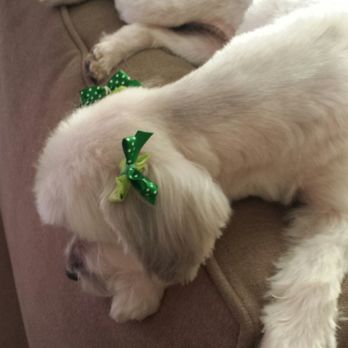 Puppy Salon - St. Patrick's Day bows - Pet Groomers Near Me - Whittier, California Puppy Salon - St. Patrick's Day bows - Pet Groomers Near Me - Whittier, California