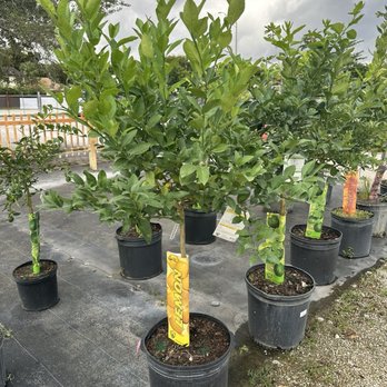 Casaplanta Garden Center - Lemon and lime trees - Nurseries & Gardening Near Me - Miami, Florida