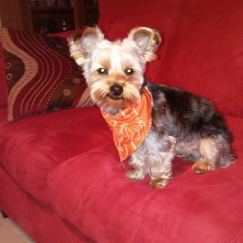 Petco - Merle Haggard - Pet Training Near Me - Colorado Springs, Colorado