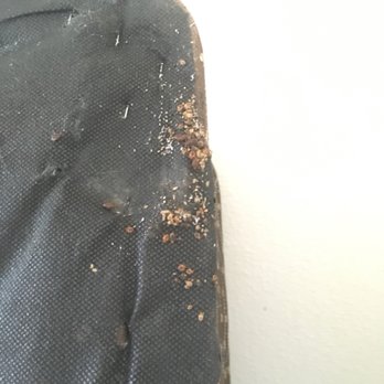 Arrecis Pest Solutions - Bedbugs infestation - Pest Control Near Me - Van Nuys, California