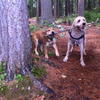 Intrepid Tails - Pet Training Near Me