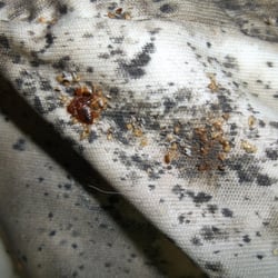 BB Services - Bed Bug Infestation