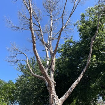 Alamo City Arbor Care - Tree Services Near Me - Schertz, Texas