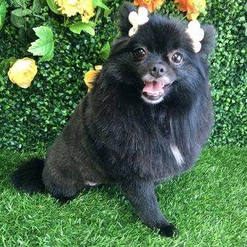 Pet Stop Grooming - Queenie my heart - Pet Groomers Near Me - Garden Grove, California