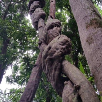 Wailua River - Gnarly vines - Rafting/Kayaking Near Me - Wailua, Hawaii