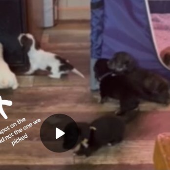 Hot Digity Dachshunds - Pet Breeders Near Me - Manitowoc, Wisconsin