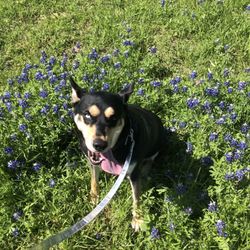 Pet and Pasture - Now that's a happy girl!