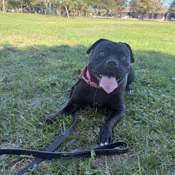 Fur Real K9 - Bailey at the park! - Pet Training Near Me Fur Real K9 - Bailey at the park! - Pet Training Near Me