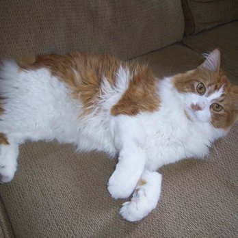 Balanced Paws - Veterinarians Near Me - Albuquerque, New Mexico
